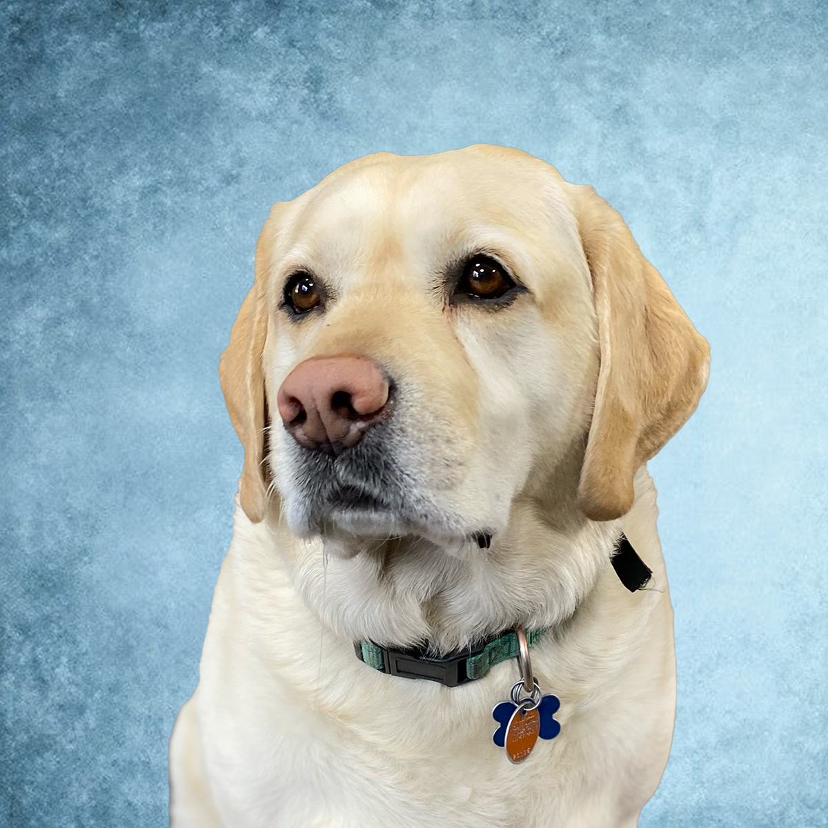 Dozer, the Lewis Bros Inc yellow Labrador